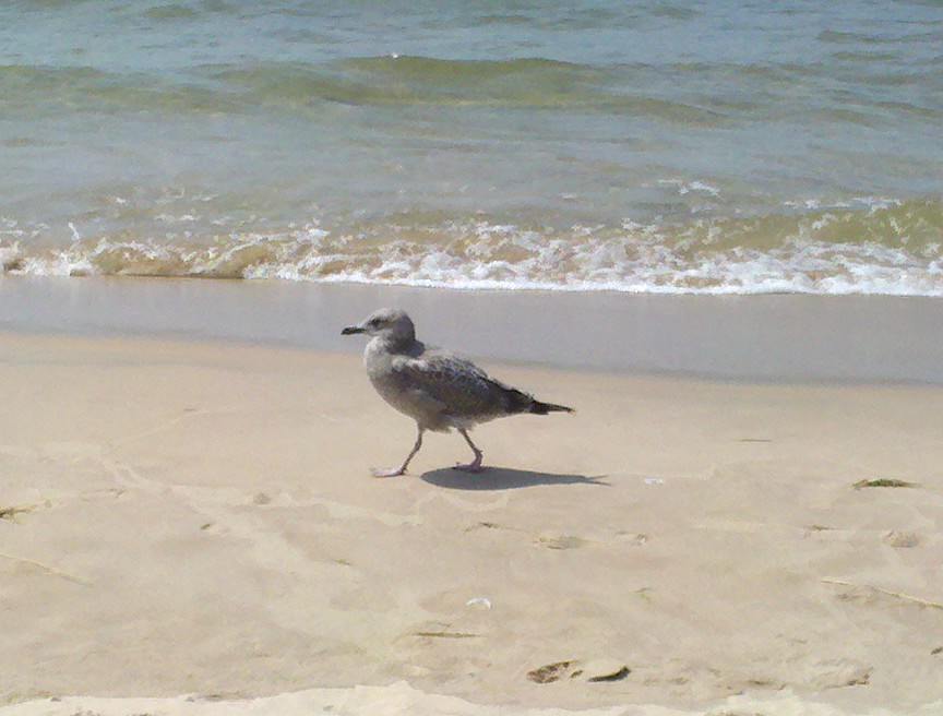 Seagull