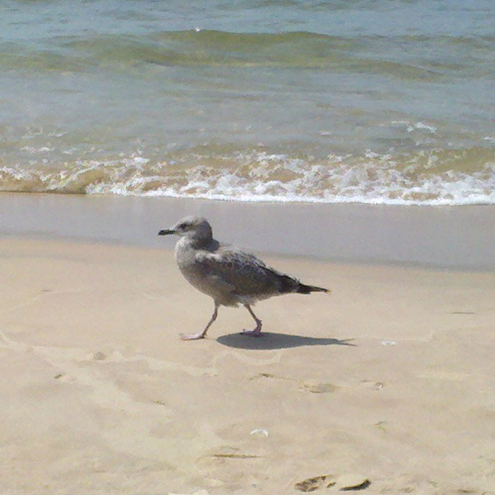 Dances With Singing Seagulls