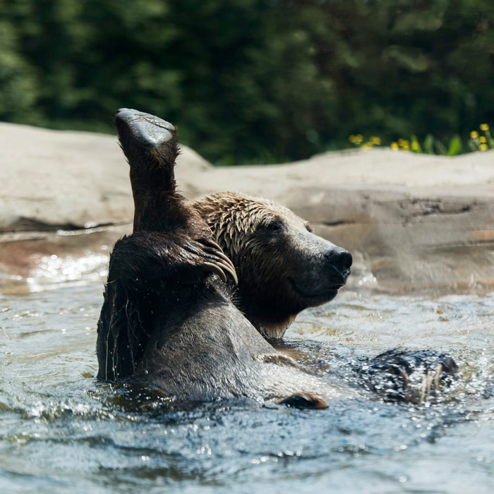 A Sure Recipe For Deadly Bear Jerky; Or, A Weight-loss And Fitness Program For The Rest Of Us