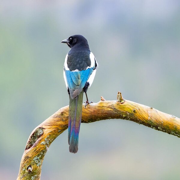 Bird Attacks: Get Mad And Wiggle A Little Twig Above Your Head